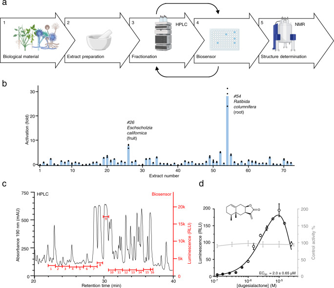 Bioactivity-based discovery of GPCR ligands from complex biological samples.The high sensitivity of the biosensor enables the discovery of GPCR ligands from complex mixtures. a The bioprospecting workflow consists of (1) selection of biological material, (2) preparation of extract, (3) fractionation of extract using the chromatographic method of interest, (4) assaying the fractions using the biosensor strain, and (5) structure determination of compounds in the fraction. Depending on the degree of separation of the compounds in the initial fractionation, one or more additional fractionation and biosensor assay steps can be performed to ensure purity of the target compound. b Assaying 71 plant extracts with the biosensor strain KM206 revealed two plant extracts that clearly activate CB2. c In order to purify main cannabinoid compound from the R. columnifera extract, this was fractionated into 16 fractions (red lines) by preparative HPLC (UV trace in black) and each fraction was assayed with the biosensor to find the cannabinoid-containing fractions. d The biosensor strain KM206 was incubated with a 10 nM to 100 µM dilution series of dugesialactone (structure determined by NMR in insert). The resulting dose–response curve (black) indicates an EC50 of 2 µM. A control curve produced by incubating dugesialactone with KM207 (gray) shows no non-CB2-specific effect of dugesialactone on KM206 in the specified range). For (b) and (d), data presented as mean + /− standard deviation. n = 3 biologically independent samples. Source data are provided in the Source Data file.