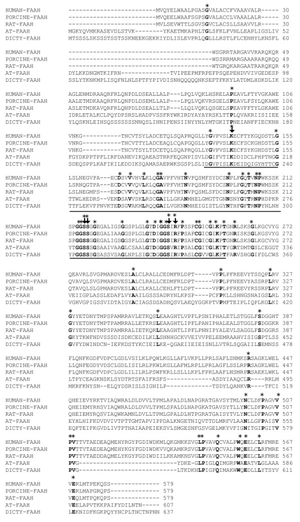 Comparative alignment of amino acid sequences of Dictyostelium FAAH with mammalian and Arabidopsis FAAH. Full length amino acid sequence alignment of human [NCBI:NP_001432], porcine [NCBI:NP_999079], rat [NCBI:NP_077046], Arabidopsis (AT) [NCBI:AAP83139] and Dictyostelium (Dicty) [NCBI:XP_643382]. The amidase signature (AS) sequence is underlined and consists of about 126 amino acids. Asterisks denote identical amino acids and residues essential for FAAH activity in rat is indicated by arrow mark.