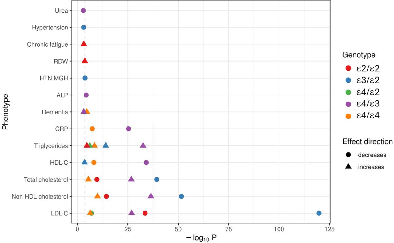 Phenome-wide associations of APOE.The plot shows the association (from linear or logistic regressio models) between each APOE genotype and each of the tested quantitative and binary traits in Genes & Health (n = 236 traits). Points are shown for genotype-trait associations surpassing a False Discovery Rate of 5%. The dashe line indicates the Bonferroni threshold of 5%. The shape of the point indicates the effect direction, and the x axis indicates the strength (i.e. -log10[P]). The colour indicates the genotype. All effects are orientated to the reference ε3/ε3 allele. RDW: Red Cell Distribution Width. HTN MGH: Hypertension, alternative codelist definition. ALP: Alkaline Phosphatase. CRP: C-Reactive Protein. HDL-C: High Density Lipoprotein Cholesterol. LDL-C: Low Density Lipoprotein Cholesterol.