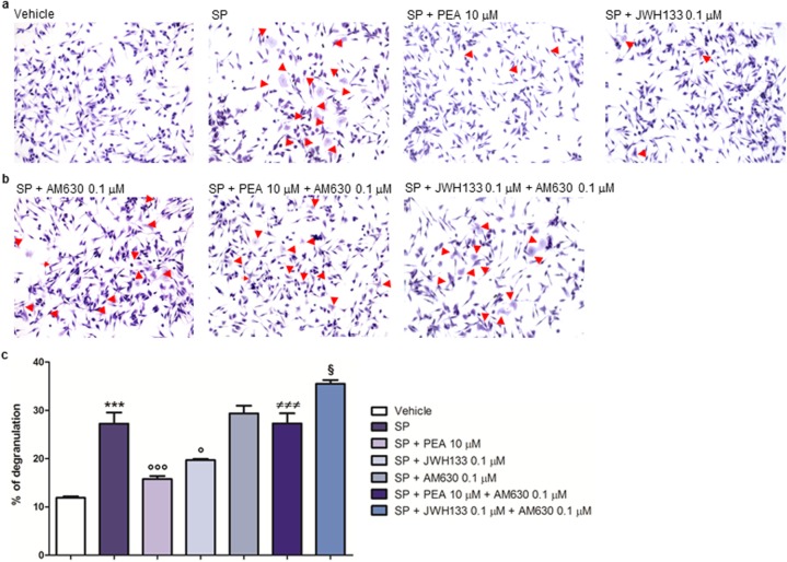 PEA and JWH133 down-modulate SP-induced degranulation of RBL-2H3 cells via a CB2-mediated mechanism. Toluidine blue staining was performed to measure the number of degranulated RBL-2H3 cells after that a RBL-2H3 cells were stimulated with SP (10 μM) in the presence and absence of PEA (10 μM), or JWH133 (0.1 μM), for 15 min at 37 °C in a 5% CO2 atmosphere; b SP-stimulated RBL-2H3 cells were treated with AM630 (0.1 μM), in the presence and absence of PEA (10 μM), or JWH133 (0.1 μM), for the indicated time. Red arrows show degranulated RBL-2H3 cells. c Percentage of degranulation. Each bar shows the mean ± SEM. ***p < 0.001 compared with vehicle. °p < 0.05 and °°°p < 0.001 compared with SP. ≠≠≠p < 0.001 compared with SP + PEA 10 μM. §p < 0.05 compared with SP + JWH133 0.1 μM
