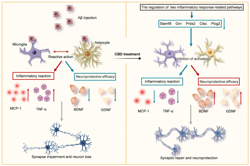 Schematic overview of CBD’s neuroprotective mechanism in Aβ-induced impairments. CBD can potentially modulate neuroinflammatory pathways, thus inhibiting inflammatory factor release and reducing synaptic damage. Concurrently, CBD augments neurotrophic factor expression, ensuring neuronal protection and ameliorating cognitive and memory deficits in AD mice. Downward arrows indicate negative regulation and upward arrows indicate positive regulation.