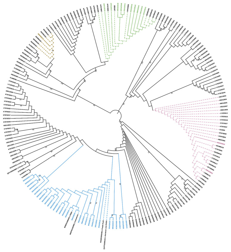 Phylogenetic tree analysis of 202 cannabinoid synthase genes from C. sativa at nucleotide level. The tree colors reflect the scheme presented by Van Velzen and Schranz in their Supplementary Figure S1. New CBCAS sequenced in the present work are in blue (clade A2), in pink new THCAS (clade A1) and in green new CBDAS sequences (clade, B, brown for clade B2-CBDAS). The optimal tree with the sum of branch length = 0.49420587 is shown. Branches corresponding to partitions reproduced in less than 50% bootstrap replicates are collapsed. The percentage of replicate trees in which the associated taxa clustered together in the bootstrap test (1000 replicates) are shown next to the branches [28]. The evolutionary distances were computed using the Maximum Composite Likelihood method [29] and are in the units of the number of base substitutions per site. Codon positions included were 1st + 2nd + 3rd + Noncoding. All ambiguous positions were removed for each sequence pair (pairwise deletion option). There were a total of 1906 positions in the final dataset.