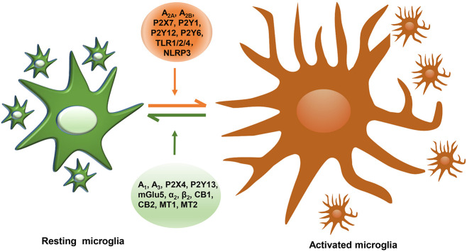 The summary of reported microglial GPCRs in microglial activation of PD. GPCRs expressed in microglia containing A2A, A2B, P2X7, P2Y1, P2Y12, P2Y6, TLR1/2/4, and NLRP3 act as detrimental roles, promoting microglial activation, damaging DA neurons, while microglial A1, A3, P2X4, P2Y13, mGlu5, α2, β2, CB1, CB2, MT1, and MT2 play protective roles in neuroinflammation.