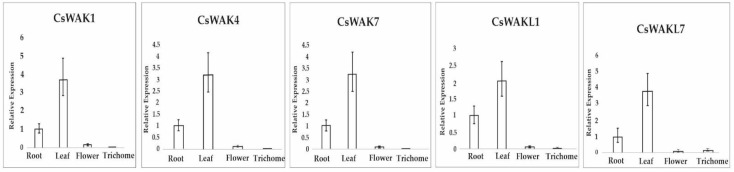 The expression pattern of selected CsWAK/CsWAKL genes in root, leaf, flower, and trichome. The ∆∆CT method was used for calculations. X-axis refers to different tissues. Data are presented as means ± SE (n = 3): mean separation between expression in various tissues compared with the level in the root.