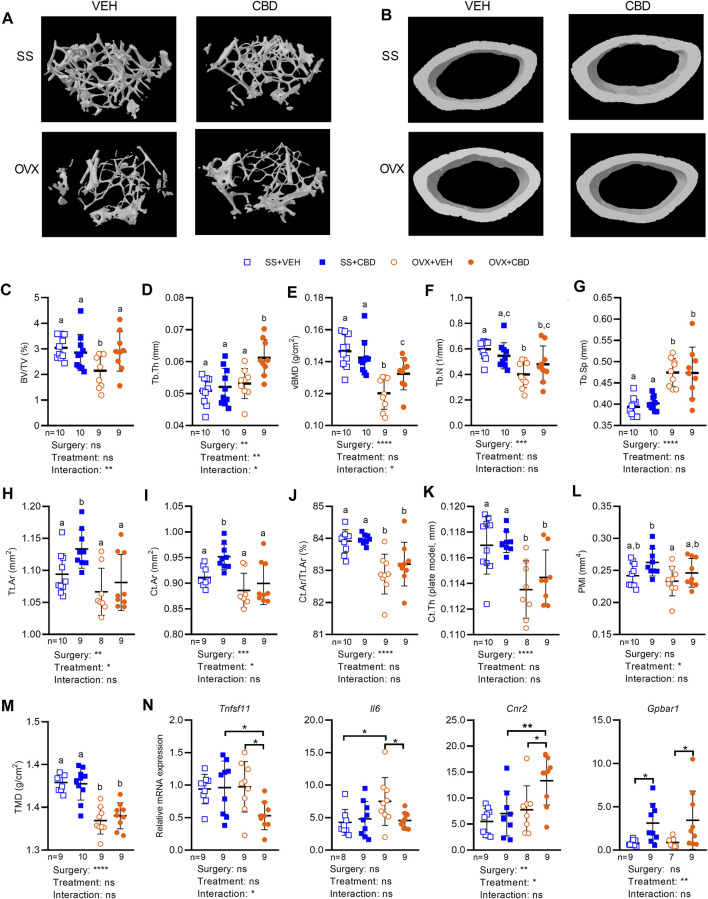 CBD improved femoral microstructure consistent with gene expression markers of reduced inflammation and less bone resorption. MicroCT images of femoral bone microstructure showing (A) trabecular bone and (B) cortical bone from SS and OVX groups after 18 weeks of VEH or CBD treatment. Femoral microstructure of trabecular bone showing (C) bone volume/tissue volume, BV/TV (%) (D) trabecular thickness, Tb.Th (mm) (E) volumetric bone mineral density, vBMD (g/cm2) (F) trabecular number, Tb.N (1/mm) (G) trabecular separation, Tb. Sp (mm) and cortical bone showing (H) mean total cross-sectional tissue area, Tt. Ar (mm2) (I) mean total cross-sectional bone area, Ct. Ar (mm2) (J) cortical bone fraction, Ct. Ar/Tt.Ar (%) (K) cortical thickness, Ct. Th (plate model, mm) (L) polar moment of inertia, PMI (mm4) (M) tissue mineral density, TMD (g/cm2). Data are presented as mean ± SD from 9 mice per OVX group and 10 mice per SS group. ROUT test was performed to detect outliers. 2-way ANOVA was performed (results are presented under graphs) followed by the Benjamini–Hochberg post-hoc test with FDR adjustment (q < 0.05) where different letters (a–c) indicate significant differences between groups. (N) qPCR analyses of femoral gene expression showing mRNA levels of RANKL, IL-6, CB2 and TGR5 was performed on 9 samples per group and the ROUT test was performed to detect outliers. Asterisk (*) indicates statistically differences determined by two-way ANOVA followed by Holm-Sidak post-hoc test to isolate differences due to surgery or treatment, *p < 0.05.