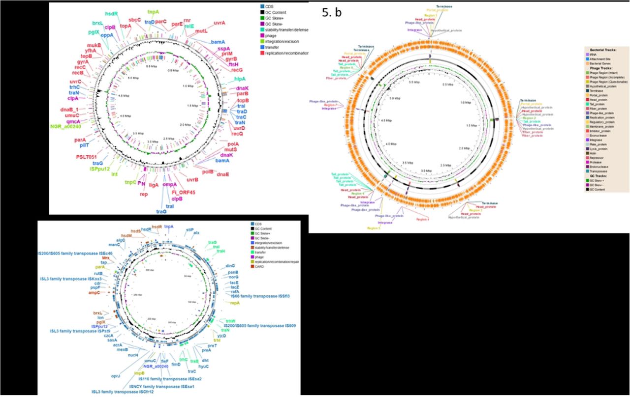 Characterization of mobile genetic elements (MGEs) and associated resistance and virulence factors in Klebsiella pneumoniae BCSIR-JUMIID. (a) mobileOG-db classification of 637 protein families linked to MGEs, categorized into five functional groups: Integration/Excision (IE), Replication/Recombination/Repair (RRR), Phage (P), Stability/Transfer/Defense (STD), and Transfer (T). (b) Bacteriophage analysis using PHASTER revealing a range of prophage regions, including intact, questionable, and incomplete prophages. (c) geNomad analyses showing multiple plasmid replicons harboring antibiotic resistance genes and virulence factors.