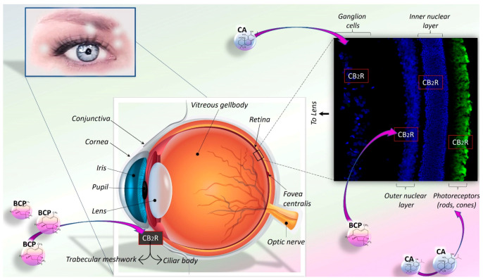 Potential hypotensive and neuroprotective actions of carnosic acid and β-caryophillene in ocular tissues. Considering the localisation and the functional involvement of CB2R in the trabecular meshwork, ciliary body, and retina, BCP-mediated beneficial effects could be hypothesized. Potential neuroprotective efficacy of CA has also been demonstrated in different ocular tissues, including retinal ganglion cells and photoreceptors.