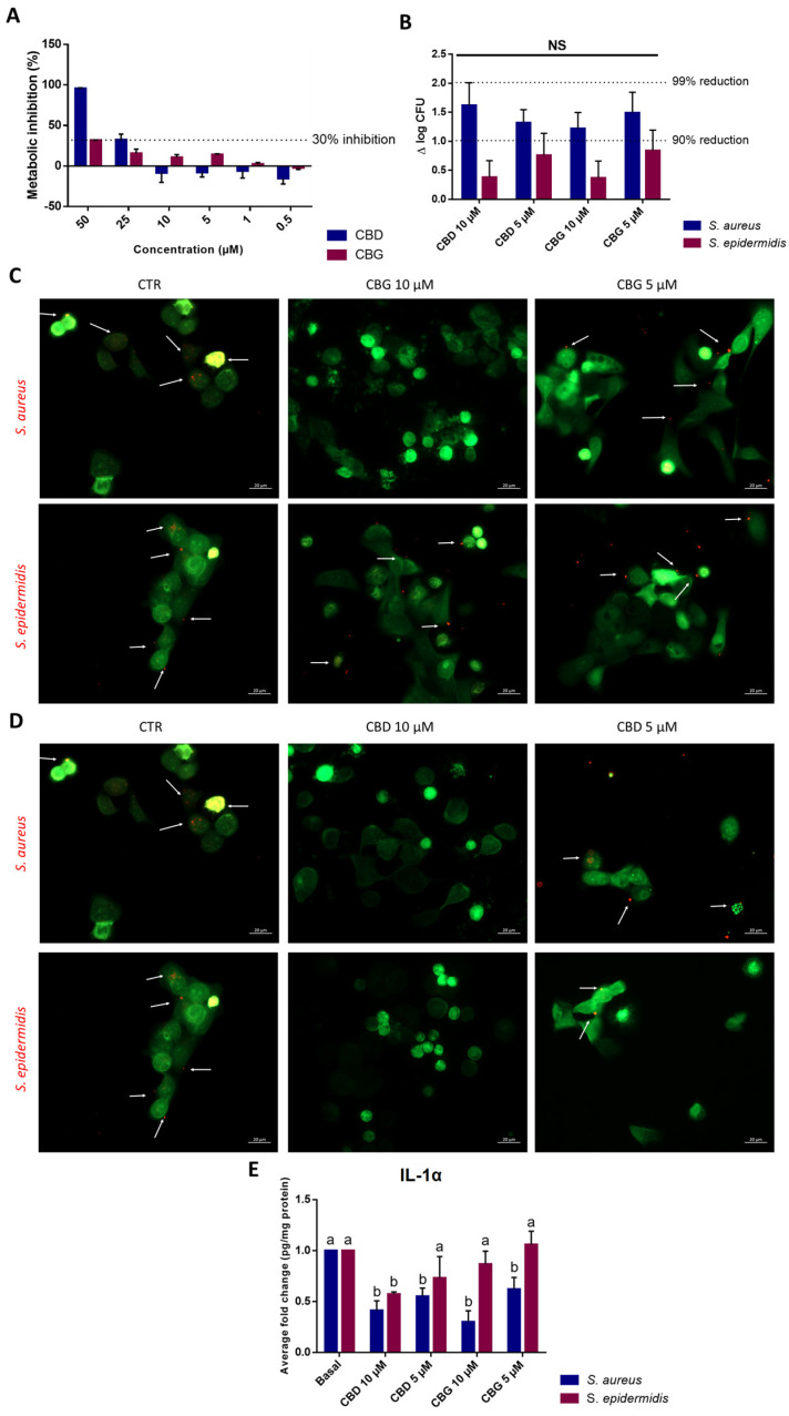 (A). Results for the biocompatibility assay with cannabinoids and HaCaT. Data represented as mean ± SD for n = 3 independent experiments. (B). Results for the adhesion assay with Staphylococci. A log cycle represents a 90% reduction, while 2 log cycles represent a 99% reduction in bacteria. Data are delta mean log CFU ± SD for n = 4 biologically independent samples. No significant differences between samples (p > 0.05) were found. (C,D). Microscopy results for the adhesion assay with Staphylococci with CBG (C) and CBD (D). S. aureus and S. epidermidis were labeled with Cell Tracker red, whereas HaCaT were marked with Cell Tracker green. Arrows indicate bacteria that adhered to cells. Images were taken at a total magnification of ×400. (E). Evaluation of cannabinoids’ effect on inhibiting inflammatory cytokine IL−1α in HaCaT cells was performed by ELISA. Results are presented as fold change to the basal condition (cells with bacteria), with data normalized to cytokine concentration per mg of protein. Letters mark statistically significant differences (p < 0.05) for each individual microorganism. Each value represented mean ± SD of 4 replicas for 2 independent experiments.