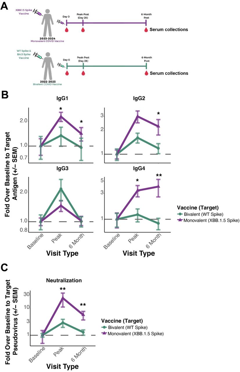Comparison of antibody responses induced by the bivalent WT+BA.5 (2022-2023) or monovalent XBB.1.5 (2023-2024) mRNA COVID-19 boosters.(A) Scheme of cohort analysis. Participants were vaccinated with the monovalent XBB.1.5 (purple) or the bivalent WT+BA.5 (green) mRNA COVID-19 boosters. Serum samples were collected prior to vaccination (Day 0, or baseline), at peak immunogenicity post-vaccine (Day 28, or peak-post), and at 6 months post-immunization. Serum antibody responses were assessed by systems serology. (B) IgG subclass responses by vaccination cohort. Baseline (Day 0) antibody levels to the dominant target antigen (XBB.1.5 spike in purple, WT spike in green), peak (Day 28), and 6-month responses were quantified. Baseline values were standardized to 1 and shown on the y-axis are fold inductions over baseline (dotted line). Vaccine groupings legend is shown on the right. (C) Pseudovirus neutralizations to the target antigen (XBB.1.5 spike in purple, WT spike in green) were quantified similar to B. Statistical comparisons inter-group at the indicated timepoint were done using a Wilcoxon rank-sum test with a Bonferroni adjustment for multiple comparisons. The resulting q-values (Bonferroni adjusted p-value) were labeled as: * = q < 0.05, ** = q < 0.01, *** = q < 0.001.