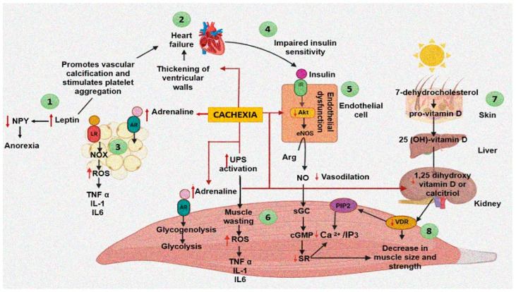 Events and processes generated by cardiac cachexia and heart failure and interrelation between different organs (skeletal muscle, heart, adipose tissue, endothelial cells, kidney, and liver) and their influence on the appearance of cachexia. (1) Leptin promotes a prothrombotic state. (2) Heart failure leads to alterations in the synthesis and degradation of cardiac proteins. (3) Leptin promotes an inflammatory environment. (4) Impaired insulin sensitivity as a result of heart failure. (5) The decrease in insulin sensitivity as a consequence of cachexia favors endothelial dysfunction. (6) Muscle wasting as a result of increased UPS and an inflammatory environment due to cachexia. (7,8) Vitamin D and VDR deficiency affect muscle structure. Abbreviations: Arg = Arginine, AR = Adrenaline receptor, cGMP = Cyclic guanosine monophosphate, eNOS = Endothelial nitric oxide synthase, IL = Interleukin, IR = Insulin receptor, LR = Leptin receptor, NO = Nitric oxide, NOX = Nicotinamide adenine dinucleotide phosphate oxidase, NPY = Neuropeptide Y, PIP2 = Phosphatidylinositol biphosphate, IP3 = Inositol triphosphate, ROS = Reactive oxygen species, SR = Sarcoplasmic reticulum, TNFα = Tumor necrosis factor alpha, UPS = Ubiquitin–protease system, VDR = Vitamin D receptor.