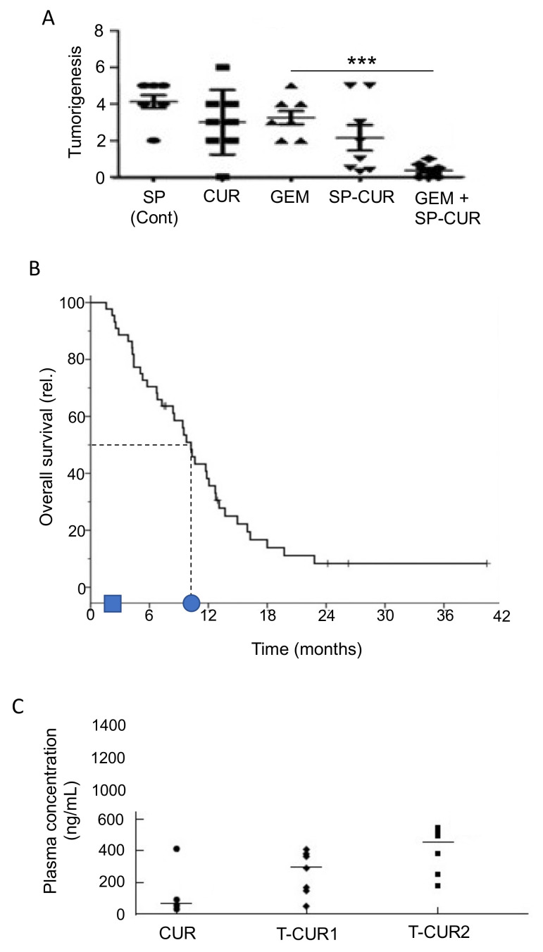 Effects of combining chemotherapy with a dietary compound: Curcumin. (A) An orthotopic mouse model of pancreatic cancer inoculated with fluorescent HPAF-II cells. The figure (dot plot) shows effects on tumor growth (deduced from fluorescence measurements) in mice treated with “superparamagnetic iron oxide nanoparticles” (SP, control), curcumin (CUR), gemcitabine (GEM), SP loaded with curcumin (SP-CUR) and a combination (SP-CUR + GEM). The effect of SP-CUR + GEM was significantly greater than gemcitabine alone (p < 0.0001) (***). Modified from Khan et al. [241]. (B) Overall survival determined within a group of 44 patients with locally advanced pancreatic cancer treated with a combination of gemcitabine and a curcumin combination (Meriva). The dotted lines indicate a median survival time of ca. 10 months (marked by the circle on the time axis). The average median survival time for such patients treated with gemcitabine alone would be ca. 2 months (marked by the square). Modified from Pastorelli et al. [242]. (C) Bioavailability of curcumin. Plasma curcumin levels following administration of conventional curcumin (CUR) and two doses of Theracurmin (T-CUR) were determined in patients. Points represent individual patients and horizontal bars correspond to median concentration values. 200 mg Theracurmin (T-CUR1) resulted in a median plasma concentration of 324 ng/mL, a 3.8-fold increase from the median 85 ng/mL produced by a much higher level of CUR (8 g). The bioavailability of Theracurmin was dose-dependent, 400 mg (T-CUR2) leading to 440 ng/mL. Modified from Kanai [232].