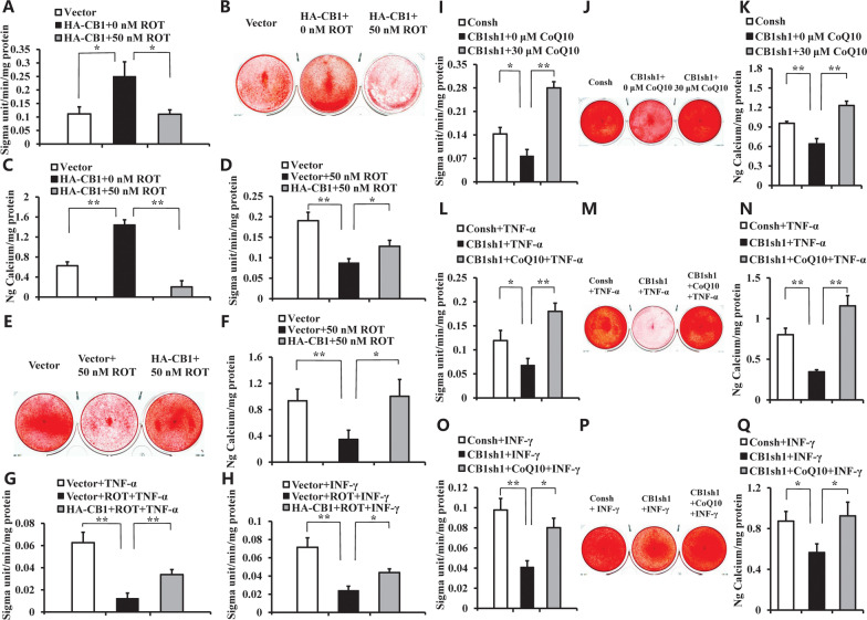 The function of ROT and CoQ10 on the osteogenic differentiation in hBMSCs. A–F 50 nM ROT was used to treat BMSCs. A The ALP activity results. B Alizarin red staining. C Calcium quantitative analysis. D The ALP activity results. E Alizarin red staining. F Calcium quantitative analysis. G 50 nM ROT and 10 ng/ml TNF-α were used to treat BMSCs. The ALP activity results. H 50 nM ROT and 100 ng/ml INF-γ were used to treat BMSCs. The ALP activity results. I–K 30 μM CoQ10 was used to treat CB1sh1 BMSCs. I The ALP activity results. J Alizarin red staining. K Calcium quantitative analysis. L–N 30 μM CoQ10 and 10 ng/ml TNF-α were used to treat CB1sh1 BMSCs. L The ALP activity results. M Alizarin red staining. N Calcium quantitative analysis. O–Q 30 μM CoQ10 and 100 ng/ml INF-γ were used to treat CB1sh1 BMSCs. O The ALP activity results. P Alizarin red staining. Q Calcium quantitative analysis. The One-way ANOVA was performed to determine statistical significance. Error bars represent SD (n = 3). *P ≤ 0.05; **P ≤ 0.01