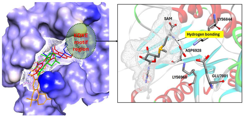 SAM (blue), TPM-1 (orange), TPM-2 (green), CPM-1 (red), and CPM-2 (pink) bind within the narrow binding domain of SARS-CoV-2 2′-O-MTase (PDB ID: 6W4H). SAM occupies the binding domain in proximity to the catalytic KDKE tetrad motif.