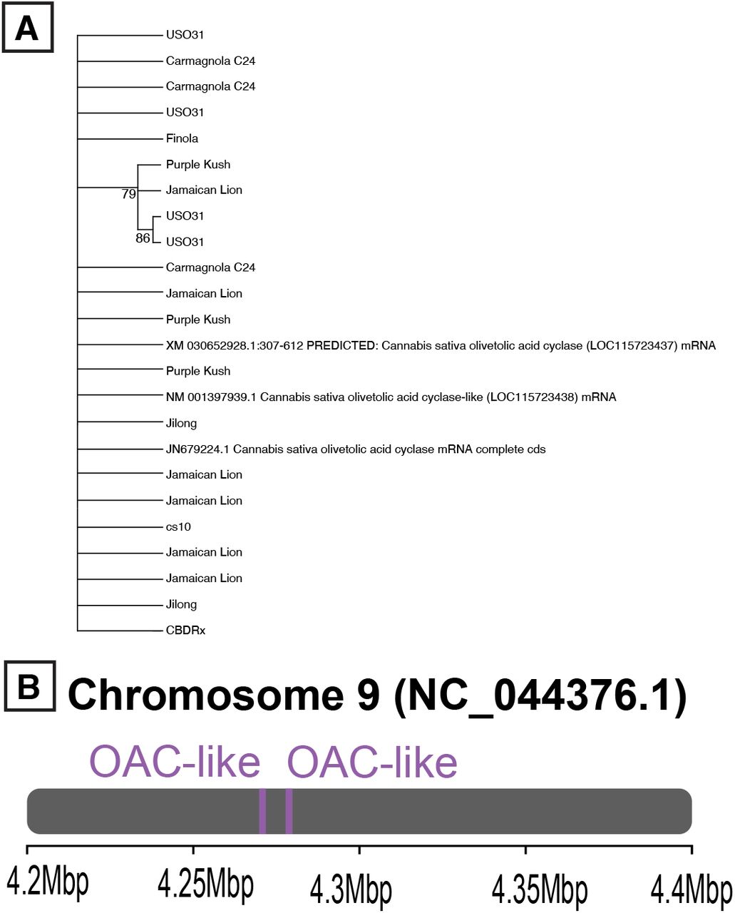 Olivetolic Acid Cyclase.A) Relationship via Maximum Likelihood approach between the OAC genes from seven, as it was absent from two of the genome assemblies. Numbers in the branches indicate the percent of 500 bootstraps supporting the topology B) Location of the two OAC gene copies in the cs10 assembly.