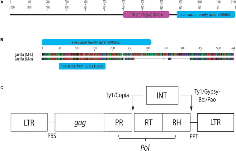 Conserved sequence domains present in representative female and male Cannabis sativa plants. (A) Conserved domains present in a female plant of strain “Space Queen” (SPQ) (Accession no. MK093858). Primers S22645strt and S22645end were used to amplify this region in the female genome beyond the ∼540 bp band produced by the GreenScreen primers. The size of the fragment, named SPQ(F)FL, is 1,190 bp. (B) Genious 11.1.5 pairwise alignment of representative male sequences (540 and 390 bp sizes) from strain “Jarilla.” The two indel regions total ∼178 bp. The 540 bp sequence (M-L) has the rve Superfamily pfam00665 whereas the 390 bp sequence (M-s) has the rve Superfamily core domain cl21549. (C) Structure of Copia and Gypsy LTR retrotransposons. This image was taken from the GyDB Gypsy Database 2.0 (http://gydb.org).