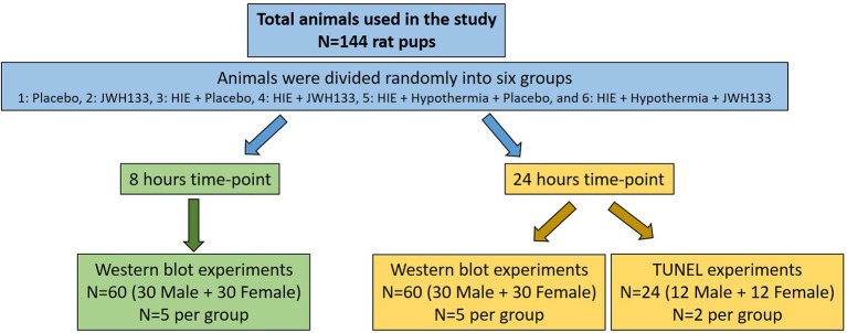 Overall experimental design of the study.