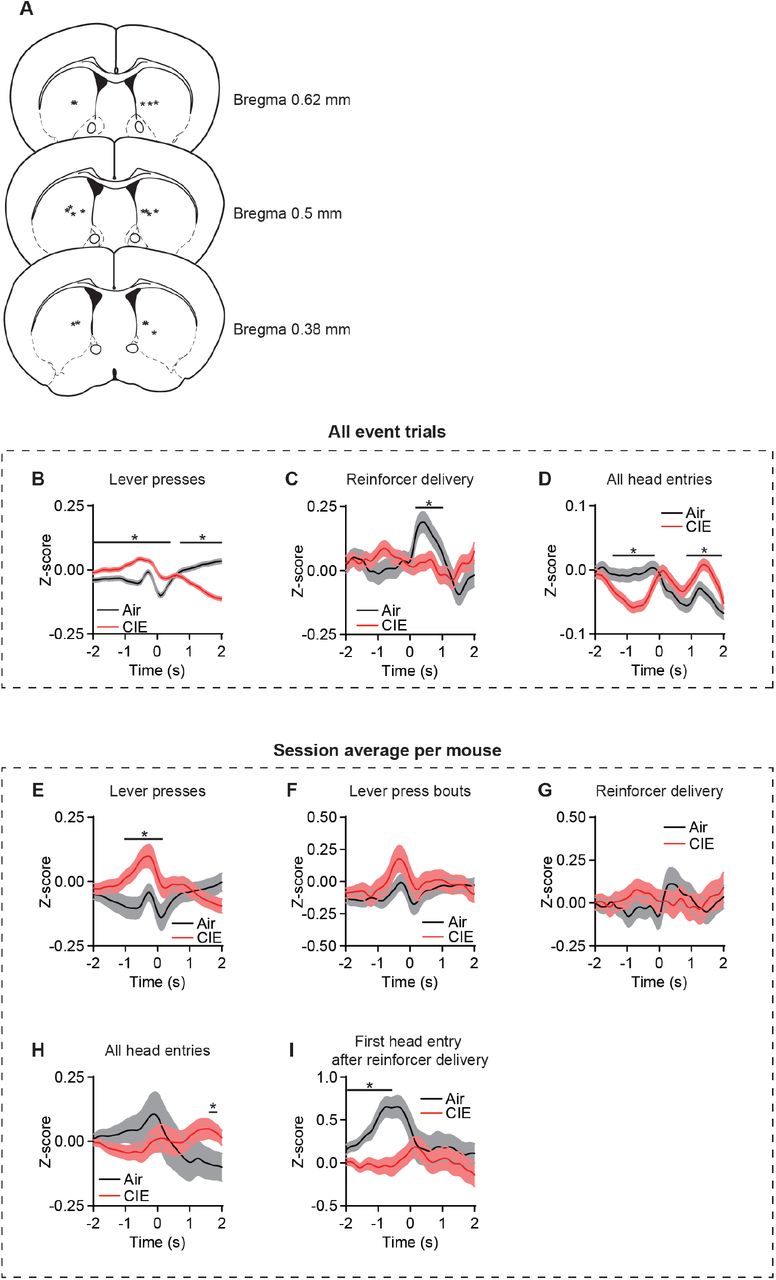 (A) Schematic representation of fiber placement in DS. (B) Z-score of ΔF/F GCaMP6s trace including all event trials during lever presses (two-sided FDR-corrected permutation test, Air: n = 12673; CIE: n = 14871), (C) reinforcer delivery (two-sided FDR-corrected permutation test, Air: n = 569; CIE: n = 705), and (D) all head entries (two-sided FDR-corrected permutation test, Air: n = 8583; CIE: n = 8967). (E) Z-score of ΔF/F GCaMP6s trace including the session average for each mouse during lever presses (two-sided FDR-corrected permutation test, Air: n = 36; CIE: n = 34) (F) lever press bouts (two-sided FDR-corrected permutation test, Air: n = 35; CIE: n = 36), (G) reinforcer delivery (two-sided permutation test, Air: n = 32; CIE: n = 36), (H) all head entries (two-sided FDR-corrected permutation test, Air: n = 34; CIE: n = 31), and (I) the first head entry after reinforcer delivery (two-sided FDR-corrected permutation test, Air: n = 34; CIE: n = 38). Two-sided FDR-corrected permutation test, *p < 0.05