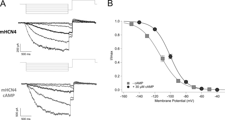 Effect of cAMP on HCN4 channels. (A) Representative voltage protocol and activation current traces for mHCN4 without cAMP (i.e., apo) (grey, above) and mHCN4 with 30 µM cAMP (i.e., holo) (black, below). (B) Average tail current values for treatment with apo HCN4 (grey square) and holo HCN4 (30 µM cAMP) (black circle). Values fit to a Boltzmann curve. Average V1/2 for apo HCN4 was −113.2 ± 2.2 mV (n = 7); average V1/2 for holo HCN4 was −101.74 ± 0.75 mV (n = 39).