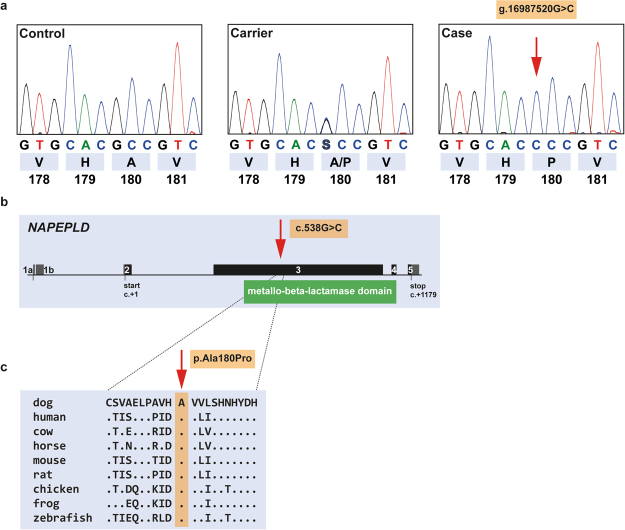 The NAPEPLD missense variant detected in LEMP-affected Leonbergers. (a) Chromatograms of wild type, carrier, and an affected dog indicate the c.538 G > C variant which changes codon 180 (shown below). (b) The variant is located in exon 3 of canine NAPEPLD that encodes a functionally important domain of the NAPEPLD protein. (c) The predicted p.Ala180Pro exchange affects an evolutionary conserved residue. The multiple sequence amino acid alignment was done using accessions XP_005631036.1 (Canis lupus familiaris), NP_001116310.1 (Homo sapiens), NP_001015680.1 (Bos taurus), XP_014594420.1 (Equus caballus), NP_848843.1 (Mus musculus), NP_955413.1 (Rattus norwegicus), NP_001025901.1 (Gallus gallus), XP_002933136.1 (Xenopus tropicalis) and NP_001074082.2 (Danio rerio).