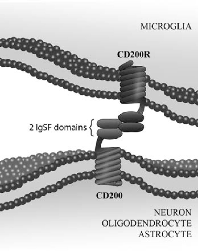 Binding of CD200-CD200R in the CNS. Scheme showing the binding of CD200 expressed in neurons, oligodendrocytes astrocytes and brain endothelial cells with its receptor CD200R expressed mainly in microglial cells. Both molecules are type-1 membrane glycoprotein that belong to the IgSF and contain two IgSF domains. CD200R has a short intra-cytoplasmic domain allowing the inhibitory signal to microglial cells. CD200 is expressed in a variety of lymphoid and non-lymphoid cells while CD200R is primarily expressed by myeloid cells (macrophages, monocytes and microglia).