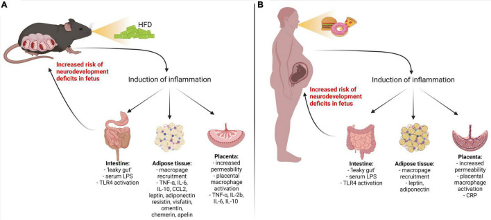 Inflammatory pathways activated by maternal high fat diet-induced metabolic diseases. Metabolic disorder in pregnant mouse dams (A) and women (B) results in upregulation of pro-inflammatory cytokines/adipokines through the gut, adipose, and placental pathways. LPS, lipopolysaccharide; TLR4, Toll-like receptor 4; IL-1β, IL-6, IL-8, IL-17a – interleukins 1 beta, 6, 8, 17a; TNF-α, tumor necrosis factor-alpha; CRP, C-reactive protein; CCL2, chemokine (C–C motif) ligand; IFN-γ, interferon-gamma.