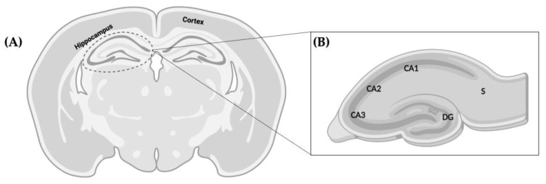 Schematic representations of the regions of the rat brain analyzed in the present work. (A) Representation of the coronal section at the level of mid-dorsal hippocampus and thalamus (Bregma −1.80 mm). (B) Magnified representation of the hippocampus, where analysis of DG cellularity and neurogenesis was performed. Relevant anatomical structures are pointed out in both images. Dentate gyrus (DG), subgranular zone (SGZ), subiculum (S).