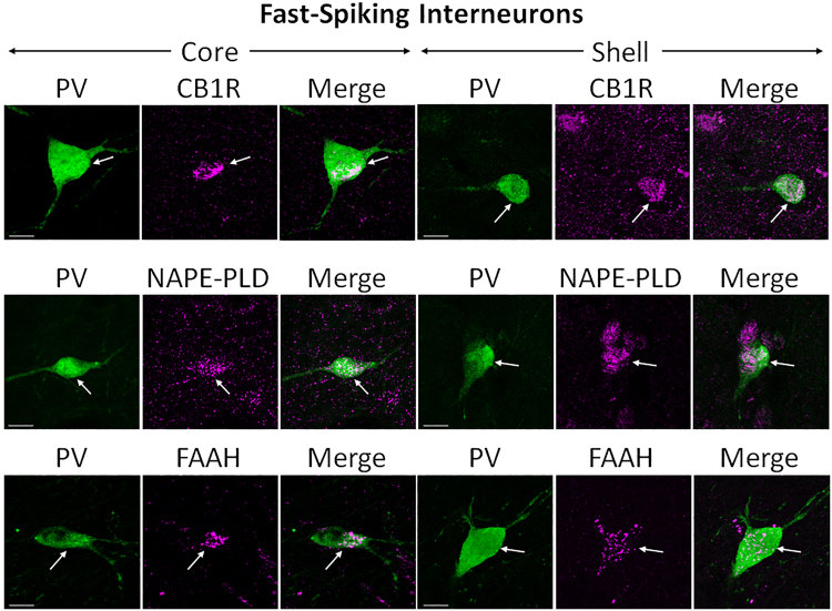 Double-label immunofluorescence illustrating co-localization of CB1R-IR, NAPE-PLD-IR, and FAAH-IR with parvalbumin (PV). Confocal micrographs of NAc co-immunolabeled for CB1R, NAPE-PLD, or FAAH (magenta), and PV (green), a specific marker for FSIs, in core and shell. Arrows point at PV-positive interneurons that express either CB1R, NAPE-PLD, or FAAH. Scale bar = 10 µm.