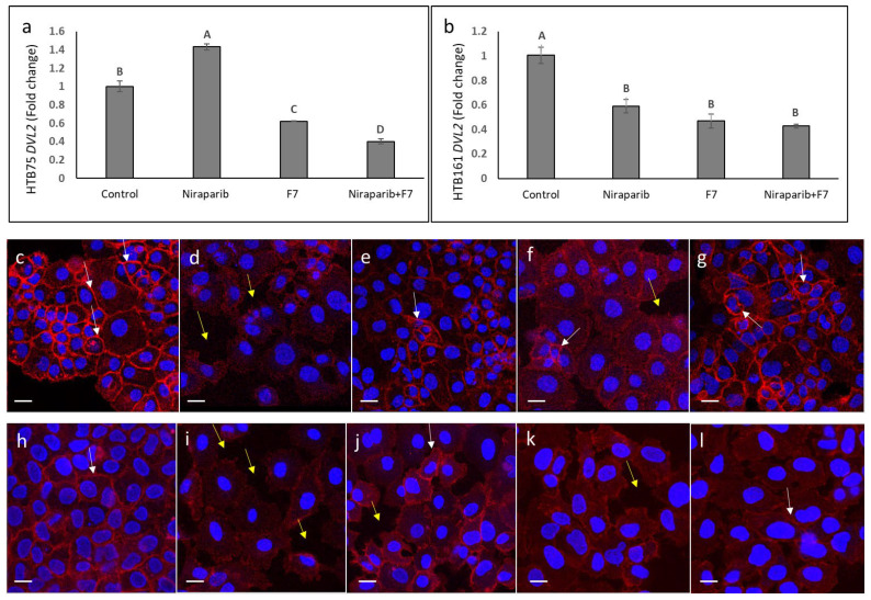 Quantitative PCR-based determination of the RNA steady state level in HTB75 (a) and HTB161 (b) cell lines of members of DVL2 at 6 h of treatment with niraparib (at 6 or 25 µg/mL for HTB75 and HTB161, respectively), F7 (at 17.5 or 20 µg/mL for HTB75 and HTB161, respectively) or a combination of niraparib+F7 (6 + 17.5 and 25 + 20 µg/mL for HTB75 and HTB161, respectively), relative to control. Gene transcript values were determined by quantitative PCR as a difference between the target gene versus a reference gene (HPRT). Values were calculated relative to the average expression of target genes in treated versus control using the 2−ΔΔCt method. Control was the vehicle control (1.00% v/v methanol + 0.60% v/v DMSO). Error bars indicate ± S.E. (n = 3). Levels with different Upper case letters with the same font and style were significantly different from all combinations of pairs by Tukey-Kramer honest significant difference (HSD; p ≤ 0.05). Representative examples of confocal images of HTB161 (c–g) and HTB75 (h–l) non-induced (c,h), induced cell treated with vehicle control (0.6% methanol + 0.3% DMSO and 0.7% methanol + 0.88% DMSO respectively; (d,i), induced cells following treatment with niraparib (3 and 17.5 µg/mL respectively; (e,j) or F7 (3 and 14 µg/mL, respectively; (f,k) and niraparib+F7 (3 + 3 and 17.5 + 14 µg/mL, respectively; (g,l)). β-catenin was detected using β-catenin monoclonal antibody PE, REAfinity™ (red color) and nuclei, stained using EasyProbes™ Hoechst (blue stain); n = 3, in each biological replicate multiple cells, were examined. Bars denote 20 µm. White arrows denote β-catenin signaling in cell membranes; yellow arrows denote spaces between cells in the monolayer.