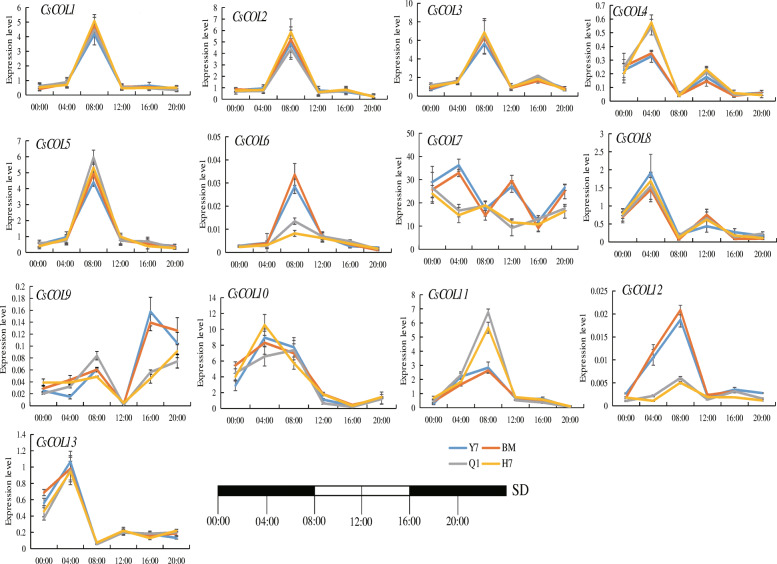 Expression patterns of the CsCOL genes of “Yunma 7” (“Y7”), “H7”, “BM”, and “Qingma 1” (“Q1”) under SD conditions (16 h dark/8 h light). Black rectangle represented the darkness, while white rectangle represented the light. Data shown as mean (±SD), n = 3