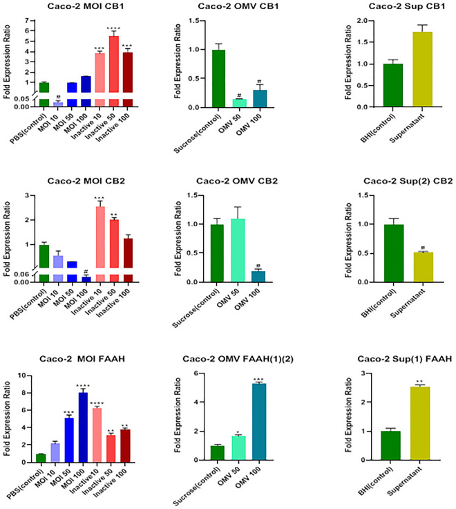 Effects of active and inactive A.muciniphila (at MOIs of 10, 50 and 100), its derived OMVs (50 and 100 μg/mL), and 7% cell free supernatant on the expression of endocannabinoid system related genes (CB1, CB2 receptors, and FAAH) in Caco-2 cells. Significancy is evaluated in comparison with control. Data are shown as the mean ± SEM. (*) and (#) represent significant increase and decrease, respectively.*/# P < 0.05, **P < 0.01, ***P < 0.001, and ****P < 0.0001 by one-way ANOVA and t-test statistical analysis. MOI: multiplicity of infection, OMV: outer membrane vesicle, Sup: supernatant.
