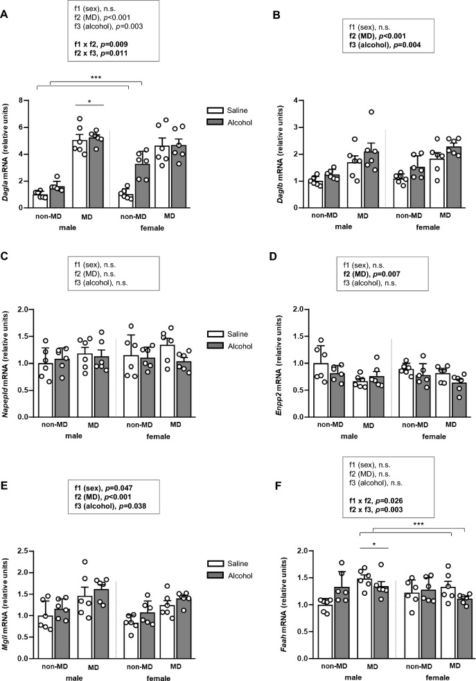 Effects of maternal deprivation, adolescent alcohol exposure, and sex on endocannabinoid- and LPA-related enzyme gene expression in the mPFC. Relative mRNA expression of (A) Dagla; (B) Daglb; (C) Napepld; (D) Enpp2; (E) Mgll; and (F) Faah. Data are expressed as mean ± SEM. Gene expression levels were normalized to the housekeeping gene and expressed relative to the non-MD saline male group. Statistical analyses were performed using three-way ANOVA. p-values in bold denote significant main effects of factors or significant interaction. Symbols indicate significant effects: (*) denotes p < 0.05, comparing MD rats to non-MD rats in males or females; (***) denotes p < 0.05, comparing alcohol-treated rats to saline-treated rats in the MD or non-MD groups