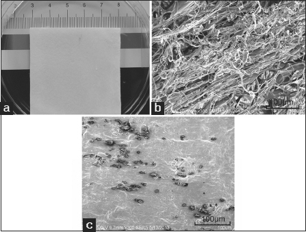 Collagen scaffold morphology. (a) Macroscopic view of the collagen scaffold; (b) Scanning electron microscopy (SEM) image of the collagen scaffold. Scale bar =100 µm; (c) SEM image of the collagen scaffold conjugated with E7 peptide. Scale bar =100 µm.