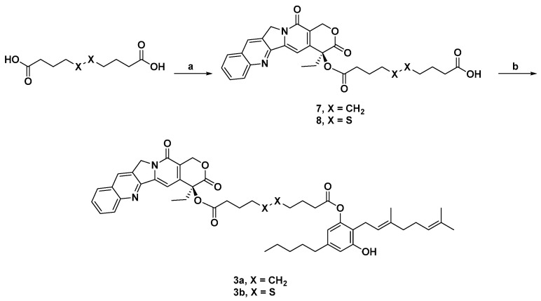 Synthesis of the final products 3a and 3b. Reagents and conditions: (a) CPT, EDCI, DMAP, dry DCM, rt, overnight, 56%, 64%; (b) CBG, EDCI, DMAP, dry DCM, rt, overnight, 16%, 51%.