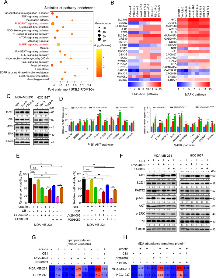 PI3K-AKT and MAPK pathways were involved in CB1 repressed the ferroptosis sensitivity.A KEGG pathway analysis of differentially expressed genes in MDA-MB-231 cells transcriptome surviving from increased RSL3 treatment (RSL3-R) (The top 20 most significantly activated pathway are shown). B Heatmap of significantly regulated genes of MDA-MB-231 cells transcriptome surviving from increased erastin treatment (erastin-R) and RSL3 treatment (RSL3-R), respectively, correlated with PI3K-AKT pathway (left) and MAPK pathway (right) (n = 3). C WB analysis of MDA-MB-231 and HCC1937 cells that were resistant to erastin (Era-R) and RSL3(RSL3-R), respectively. D qPCR analysis of the indicated gene expression associated with PI3K-AKT pathway (left) and MAPK pathway (right) in MDA-MB-231 cells that were resistant to erastin (MDA-MB-231Era-R) and RSL3 (MDA-MB-231RSL3-R), respectively, compared with parental MDA-MB-231 cells. **p < 0.01 (t-test). E The cell viability of MDA-MB-231 cells stably transfected with empty vector or CB1 treated with LY294002 (5 μM) or PD98059 (10 μM). The cell viability was assessed by CCK-8 assay after treatment for 72 h with the indicated doses of the drugs. ns (no significance), **p < 0.01 (one-way ANOVA). F WB analysis of MDA-MB-231 and HCC1937 cells transfected with empty vector or CB1. Cells were treated with LY294002 (5 μM) or PD98059 (10 μM). G, H Effect of CB1 overexpression, LY294002 (5 μM) and PD98059 (10 μM) on lipid peroxidation (G) and MDA (H) response to erastin treatment, respectively, in MDA-MB-231 and HCC1937 cells. Data shown are mean ± SD of triplicate measurements that were repeated three times with similar results.