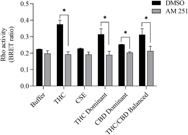 CaSE-induced Rho activation is mediated by CB1. HEK293 cells expressing CB1 and Rho sensor were stimulated with Δ9-THC (25 µM) or indicated CaSE (12.5%) in the absence (0.1% DMSO, black bar) or presence of AM 251 (10 µM) (grey bar). AM 251 abolished the Δ9-THC- and CaSE-mediated Rho activation in CaSE prepared from THC dominant and THC/CBD balanced strains (*p < 0.05). CSE treatment did not increase Rho activity compared to buffer; AM 251 had no effect. Data represent mean ± SD from two independent experiments.