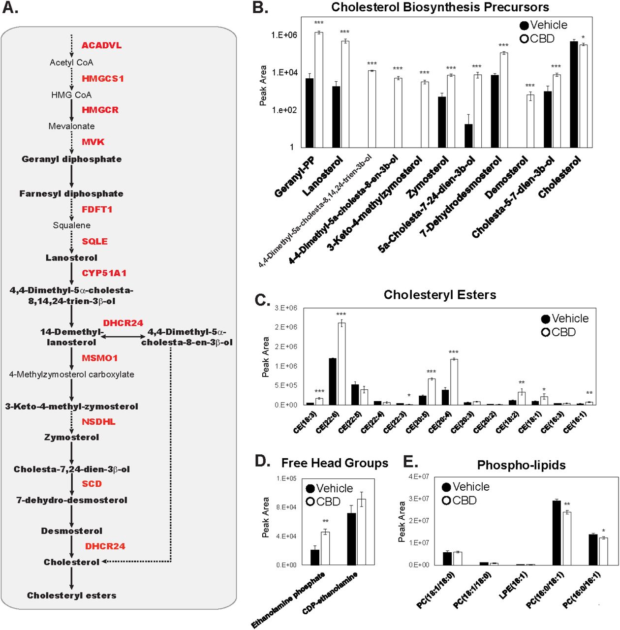 Cholesterol biosynthesis precursors and cholesterol esters accumulate upon CBD treatment. (A) Pathway diagram of cholesterol biosynthesis.Quantified metabolic intermediates are outlined in black bold, enzymes showing significant increase over time with CBD in proteomic analysis are shown bold red (Figure 3D). Dashed arrows indicate multiple intermediate steps that were not identified in the pathway. (B) D-glucose (U-13C6) metabolically labeled cholesterol biosynthesis precursors at 24 hours post 20 µM CBD treatment. (Student’s T Test : *p< 0.05, **p<0.01, ***p<0.001) (See also Figure S4) (C-E) Total abundance of lipids quantified by LC/MS/MS from lipid extracts of SK-N-BE(2) cells treated with vehicle or 20 µM CBD. Cholesteryl esters (CE), free head groups and phospholipids identified by mass spectrometry are displayed. Phosphatidylcholine(PC); Phosphatidylethanolamine (PE); lysophosphatidylethanolamine (LPE) (Student’s t-test: *p< 0.05, **p<0.01, ***p<0.001).