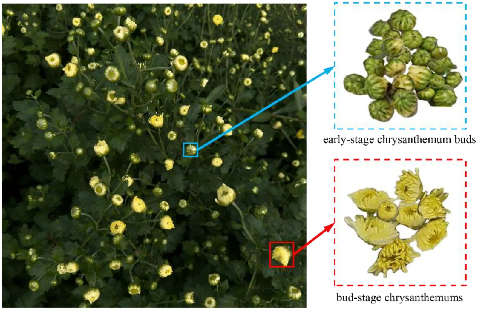 Photograph of a chrysanthemum plant with numerous unopened flower buds, accompanied by two labeled illustrations: panel a depicts clustered early-stage chrysanthemum buds, while panel b shows bud-stage chrysanthemum flowers beginning to open.