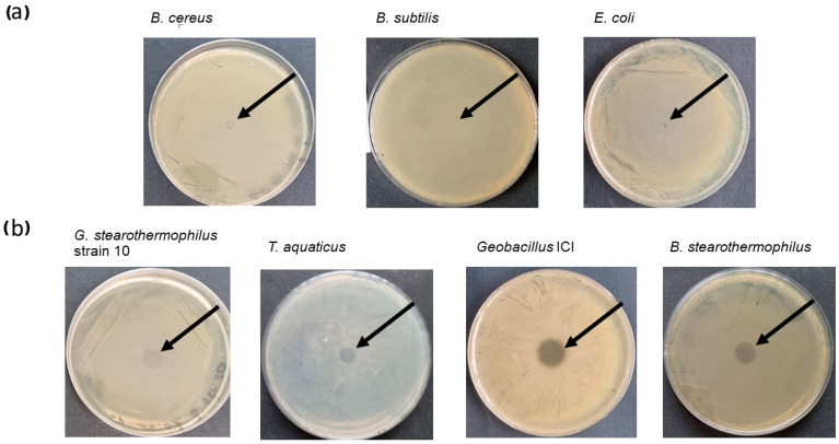 Recombinant fusion endolysin CBD_TP84_28_His activity evaluation—spot assay. Top row (a) shows activity of CBD_TP84_28_His against mesophilic bacteria: B. cereus, B. subtilis, E. coli. Bottom row (b) shows activity of CBD_TP_84_28_His against thermophilic bacteria: G. stearothermophilus strain 10, T. aquaticus, Geobacillus ICI, B. stearothermophilus. Arrows indicate where CBD_TP84_28_His solution was spotted and transparent circles on the bacterial lawn indicate lytic effect of the enzyme.