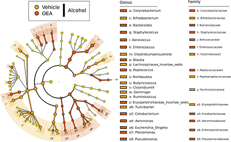 LEfSe biomarker identification for the comparison of genera relative abundance between the OEA-supplemented vs. the non-OEA-supplemented group of alcohol-intoxicated rats. Significant biomarker taxon for each group was obtained with a Kruskal–Wallis test among classes (α = 0.05), and only biomarkers with a logarithmic linear discriminant analysis score higher than 2.0 were retained. Alcohol + vehicle group, n = 8; alcohol + OEA group, n = 14.
