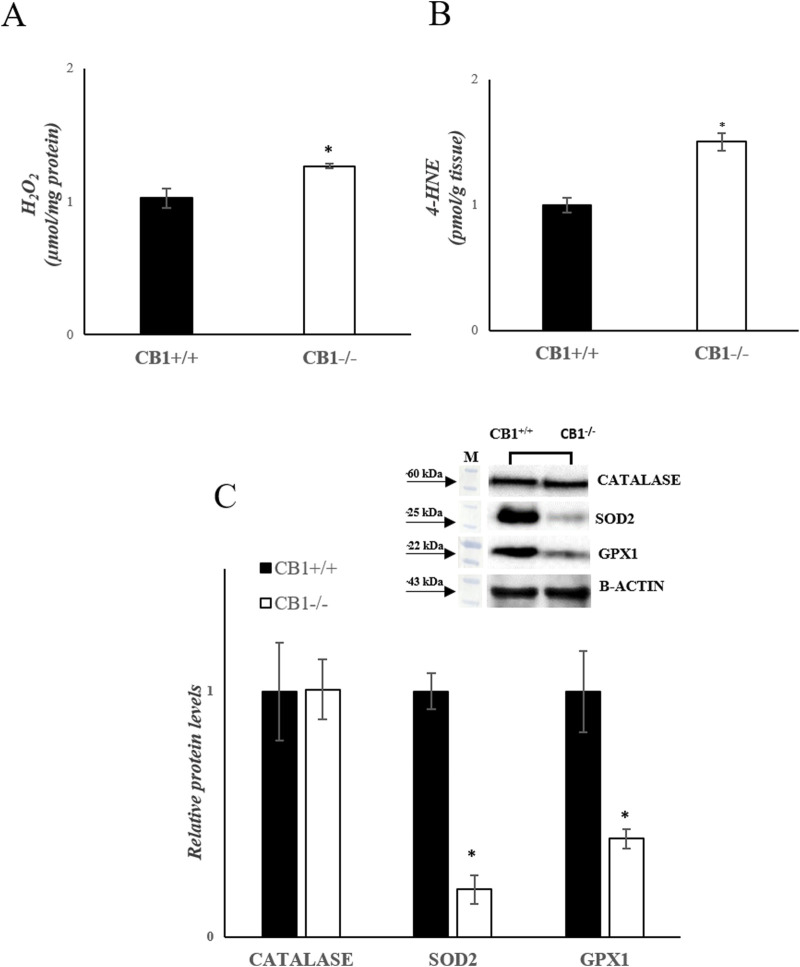 CB1 deletion affects antioxidant defense status. (A) H2O2 levels (μmol/mg protein) in the liver of CB1+/+ and CB1−/− mice. (B) 4-HNE levels (pmol/g tissue) in the liver of CB1+/+ and CB1−/− mice. (C) Representative immunoblots of CATALASE, SOD2, and GPX1 in the liver of CB1+/+ and CB1−/− mice. The protein level was normalized to that of B-ACTIN. Histograms show the results of densiometric analysis of immunoblots. All values are represented as mean ± SEM; (n = 5/group). Student’s t-test was used for statistical analysis. p < 0.05 was considered significant. *p < 0.05 vs. CB1+/+. Abbreviations: H2O2, hydrogen peroxide; 4-HNE, 4-Hydroxynonenal; CATALASE, Catalase; SOD2, Superoxide Dismutase 2; GPX1, Glutathione Peroxidase 1.
