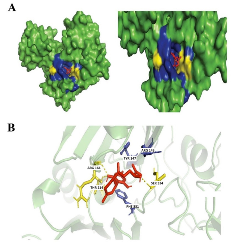 Docking of Ferruginene C. (A) Blue colored region represents non-polar interactions; yellow region represents hydrogen bond (polar interactions). (B) Ligand interactions with labeled residues with blue amino acids (AA) chain; non-polar interactions and yellow; hydrogen bonds.
