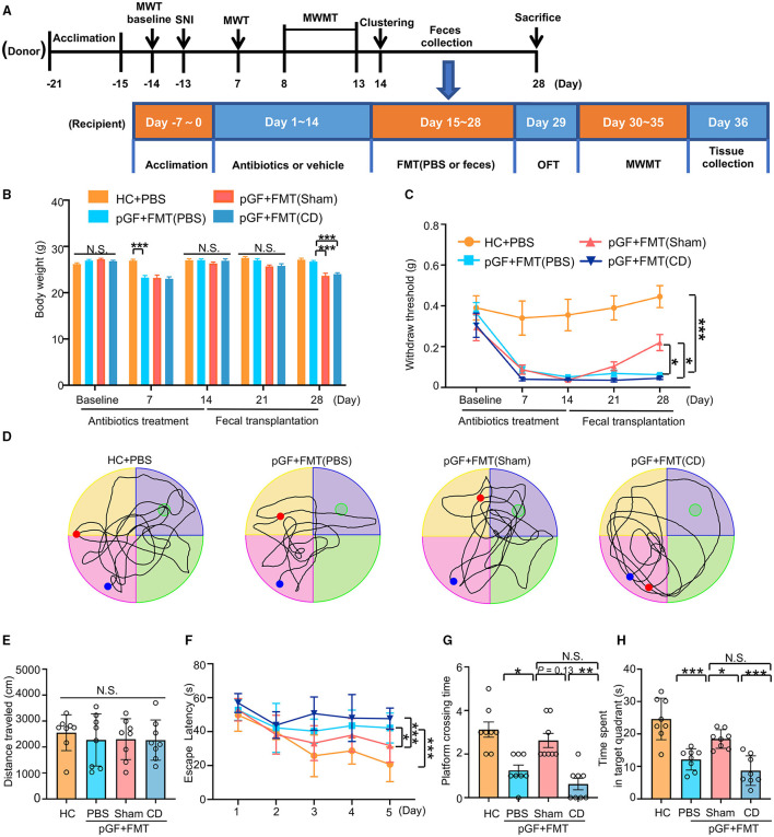 Fecal microbiota transplantation (FMT) from mice of Sham reversed nociception and cognitive impairment in pseudo-germ-free (pGF) mice. (A) Experiment schedule of the fecal microbiota donor and receptor mice. To ensure the vitality of the intestinal flora, 1 g fresh feces were collected from the donor mice and then immediately dissolved in 10 ml phosphate-buffered saline (PBS) to prepare suspension for later FMT. For the donor mice, 10-month-old C57 mice were acclimated to the environment from day 21 to day 15 and performed SNI on day 13. MWMT was carried out from day 8 to day 13. After clustering into SNI with CD or NCD group, feces were collected before the FMT from day 15 to day 28. Donor mice were sacrificed after feces collection on day 28. For the receptor mice, 2-month-old C57 mice were treated with broad-spectrum antibiotics in drinking water for 14 consecutive days (day 1 to day 14). Subsequently, mice were treated with 0.2 ml PBS or fecal microbiota suspension obtained from Sham and CD group mice by oral gavage once a day for 14 consecutive days (day 15 to day 28). MWT and body weight were measured on day 1 (baseline), 7, 14, 21, and 28 after SNI. The collection of tissues was performed after MWMT on day 35 after SNI. (B) Body weight [two-way RM ANOVA; Time: F(4, 140) = 41.8, P < 0.001; Group: F(3, 140) = 24.76, P < 0.001; Interaction: F(12, 140) = 8.544, P < 0.001]. (C) MWT [two-way RM ANOVA; Time: F (4, 140) =17.19, P < 0.0001; Group: F(3, 140) = 48.48, P < 0.0001; Interaction: F(12, 140) = 2.487, P = 0.006]. (D) The graphs of the representative traces of control, pGF mice treated with PBS, or gut microbiota from the Sham or CD group mice in the probe test. (E) OFT [one-way ANOVA; F(3, 28) = 0.2, P = 0.88]. (F) MWMT [two-way RM ANOVA; Time: F(4, 140) = 16.55, P < 0.001; Group: F(3, 140) = 20.45, P < 0.001; Interaction: F(12, 140) = 2.152, P = 0.017]. (G) Platform crossing times [Kruskal–Wallis non-parametric test; H(3, 28) = 21.1, P = 0.0001]. (H) Time spent in target quadrant [one-way ANOVA; F(3, 28) = 19.59, P < 0.0001]. Data are presented as means ± SEM (n = 8 per group) and analyzed by one-way ANOVA or two-way ANOVA followed by Tukey's post hoc test or Kruskal–Wallis non-parametric test followed by Dunn's post hoc test. *P < 0.05, **P < 0.01, ***P < 0.001. CD, cognitive dysfunction; FMT, fecal microbiota transplantation; HC, healthy control; MWMT, Morris water maze test; MWT, mechanical withdraw threshold; NCD, non-cognitive dysfunction; N.S., not significant; OFT, open field test; pGF, pseudo-germ-free mice; SNI, spared nerve injury.
