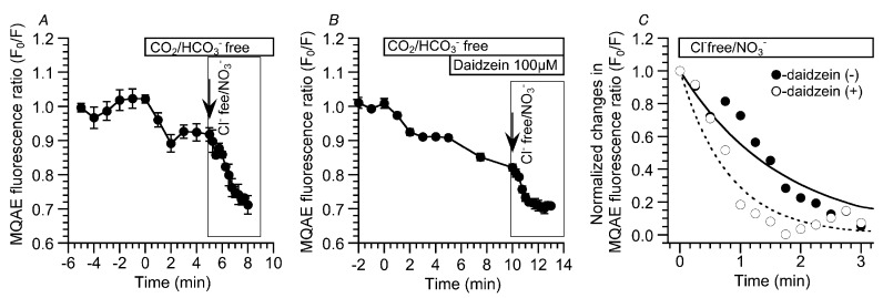 Enhancement of Cl− efflux stimulated by daidzein. Experiments were carried out under the CO2/HCO3−-free condition. (A) Decreases in the MQAE fluorescence ratio (F0/F) induced by the Cl−-free NO3− solution in the absence of daidzein. The value of F0/F just before the switch to the Cl−-free NO3− solution was 0.91 ± 0.02 (n = 3). The switch to the Cl−-free NO3− solution decreased F0/F (F0/F 2.5 min after the switch = 0.73 ± 0.02, n = 3). The value of F0/F plateaued within 2.5 min. (B) Decreases in the MQAE fluorescence ratio (F0/F) induced by the Cl−-free NO3− solution in the presence of daidzein. The value of F0/F just before the addition of daidzein was 0.91 ± 0.01 (n = 3). Stimulation with 100 μM of daidzein further decreased F0/F (F0/F 5 min after the stimulation = 0.83 ± 0.01, n = 3). Switch to the Cl−-free NO3− solution decreased F0/F (F0/F two min after the switch = 0.70 ± 0.02, n = 3). The value of F0/F reached a plateau within two min. (C) The time courses of F0/F decrease in the presence and the absence of daidzein. The normalized F0/Fs and fitted curves were plotted. The decreases in F0/F were fitted to an exponential curve, a·[exp(−t/τ)] (where a is the value at t = ∞ in each experiment, t is the time after procaterol stimulation, and τ is the time constant). Daidzein stimulation decreased τ from 1.70 ± 0.08 min (n = 3) to 0.81 ± 0.11 min (n = 3). Thus, daidzein stimulation accelerated the decreases in [Cl−]i induced by the Cl−-free NO3− solution, indicating that daidzein stimulates Cl− efflux.