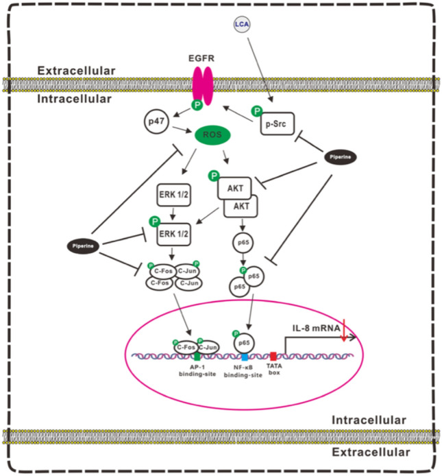Diagram Illustrating the Inhibitory Mechanism of Piperine on LCA-Triggered IL-8 Production in CRC Cells and Its Impact on CRC-Derived Angiogenesis in the Surrounding Environment. In human colorectal HCT-116 cells, LCA stimulated IL-8 expression by enhancing the transcriptional activity of AP-1 and NF-κB through Src/EGFR-mediated ROS signaling pathways. Piperine inhibited LCA-induced IL-8 expression by suppressing the transcriptional activity of AP-1 and NF-κB and attenuating the Src/EGFR-mediated ROS-activated ERK1/2 and AKT signaling pathways. (Reproduced from [64] Li et al. 2022, antioxidants, under Creative Commons Attribution License CC-BY)