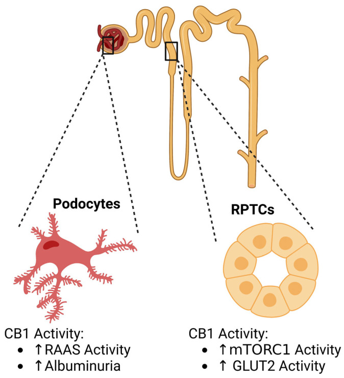CB1 activity and associations in DKD. Endocannabinoid activity plays roles in podocytes and renal proximal tubule cell (RPTC) physiology. Created with BioRender.com.