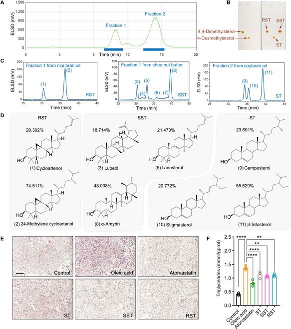 Purified DMS from dietary oils reduces fat accumulation in cell models. Isolation (A), purity validation (B), and composition analysis (C) of different phytosterols by using MPLC, TLC, and HPLC-ELSD. (D) Structures and percentages of major phytosterols in RST, SST, and ST. (E) Oil red O staining of THLE-2 cells treated with different classes of phytosterols (ST, SST, and RST). (F) DMS supplementation reduces triglycerides accumulation in THLE-2 cells. Significant differences among 3 or more mean values were determined using one-way ANOVA with Tukey’s multiple comparisons test.