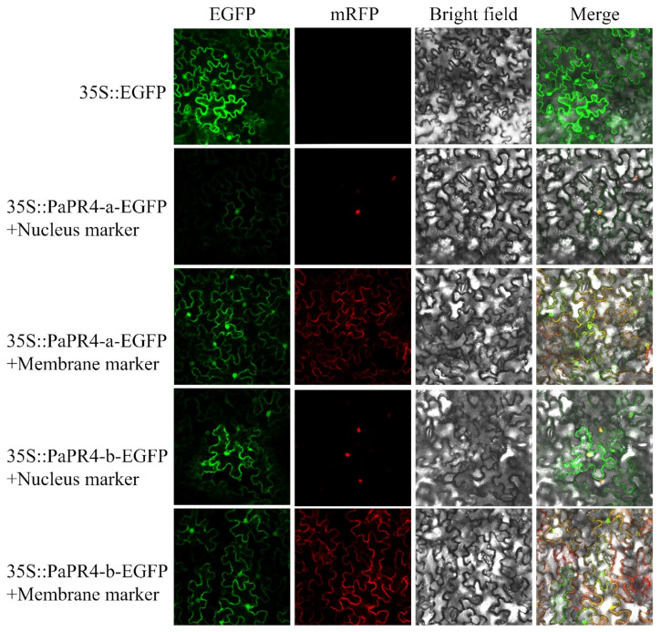Subcellular localization of PaPR4-a and PaPR4-b in tobacco leaves. 35S:EGFP represents the control group.
