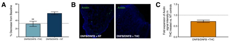 Repeated local Δ9-tetrahydrocannabinol (THC) application after ten DNFB challenges in the vaginal canal results in decreased sensitivity and local mast cell densities compared to controls. (A) Sensitivity measured 1 day after 10 DNFB challenges and either 6 THC treatments or no treatment (NT). Only post-treatment withdrawal responses that show a 33%, represented by the dotted line, or greater decrease from baseline withdrawal thresholds are considered hyperalgesic. ** represents a p-value of p < 0.01. n = 17–18; (B) Representative immunofluorescence images at 200x magnification showing fluorescent FITC-Avidin-stained mast cell granules in vaginal canals of THC treated and not treated mice; (C) Relative intensity of Avidin-stained mast cell granules in vaginal canals of THC treated mice calculated as fold change over non-THC treated mice. n = 3.