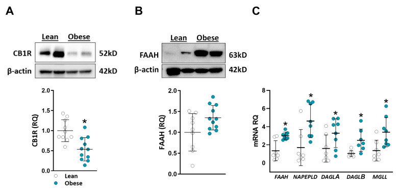 Kidney CB1R and ECS enzyme expression levels. Kidney proteins were extracted; CB1R (A) and FAAH (B) levels were examined via Western blot and quantified. Relative mRNA expression of FAAH, NAPEPLD, DAGLA, DAGLB, and MGLL genes (C). Data are mean ± SD; * p < 0.05 vs. lean group.