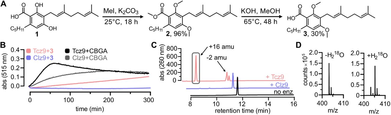 Tcz9 is capable of oxidizing without deprotonation.(A) Synthesis of probe molecule 3 with no protons available for abstraction. (B) Assay data for peroxide formation indicating active cofactor turnover coupled to chromophore formation. (C) LC-MS data showing active turnover of 3 to two distinct products. (D) Inclusion of isotopically labeled water shifted the mass of the major product of Tcz9 incubated with 3 by +2 amu, indicating a hydroxylation product generated by addition of water.